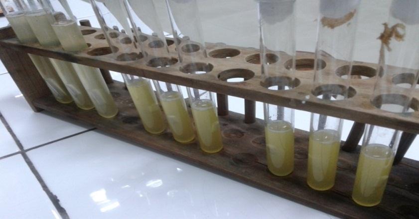 lxi Gambar mengenai hasil penelitian bakteri Coliform yang dilakukan oleh peneliti di Laboratorium Kesehatan Universitas Dian Nuswantoro dapat dilihat pada gambar berikut ini:
