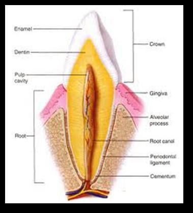 Gambar 1 Gambar 2 Gambar 1 : Anatomi Gigi Kaninus 14 Gambar 2 : Anatomi Gigi Insisivus 14 2.3 Indikasi dan Kontraindikasi Indiksi pencabutan gigi banyak dan bervariasi.