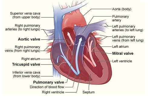 Gambar 2.1. Anatomi jantung. Jantung manusia terbagi menjadi dua bagian yaitu bagian kiri dan bagian kanan. Kedua bagian jantung ini dipisahkan oleh septum.