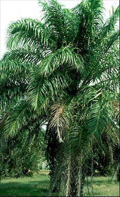 2 Benih kelapa sawit pertama kali ditanam di Indonesia tahun 1848 berasal dari Mauritius, Afrika.