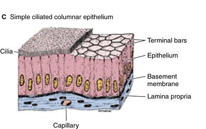 Epitel selapis silindris Figure 4 16. Simple columnar epithelium formed by long cells with elliptical nuclei.