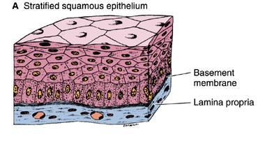 epithelium of the esophagus.