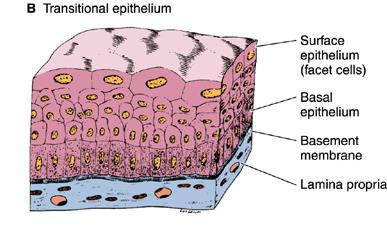 The red-stained basement membrane between the epithelium and the
