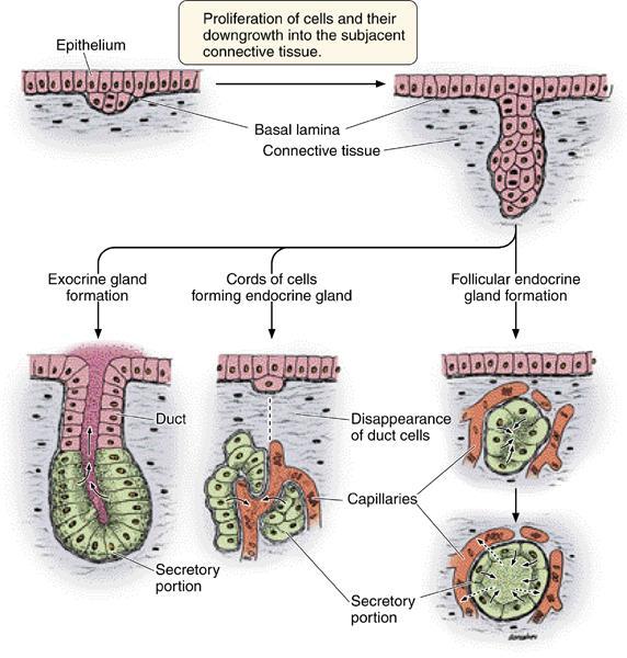 Pembentukan kelenjar dari epitel yang melapisinya. Sel epitel berproliferasi dan menembus jaringan ikat.