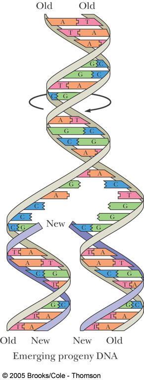 DNA are separated to allow