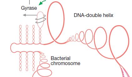 PENGHAMBAT FUNGSI DNA Penghambat enzim