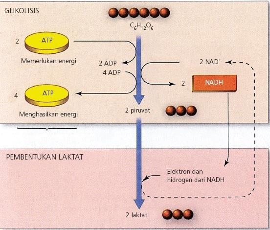 Metabolisme Fermentasi asam laktat C 6 H 12 O 6 2 C 3