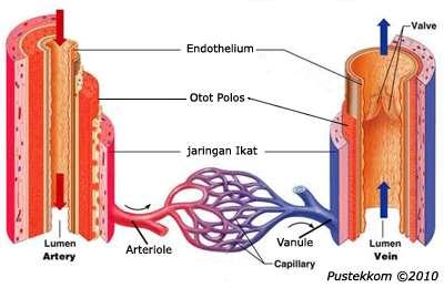 Mengangkut darah dengan konsentrasi zat- zat makanan dan oksigen yang tinggi ke sel- sel tubuh. b.
