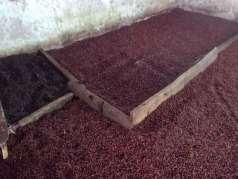 Pengangkutan biji Kakao Proses penggorengan 1 Pengangkutan hasil fermentasi ke lantai