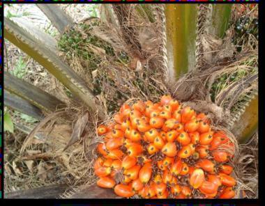 Buah kelapa sawit tipe Nigrescens (sumber foto :Hartley,1977) Virescens :