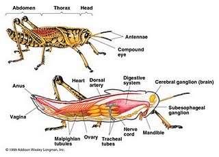 serta perut (abdomen). Malakostraca dibagi menjadi 3 ordo, yaitu Isopoda, Stomatopoda dan Decapoda. 2.