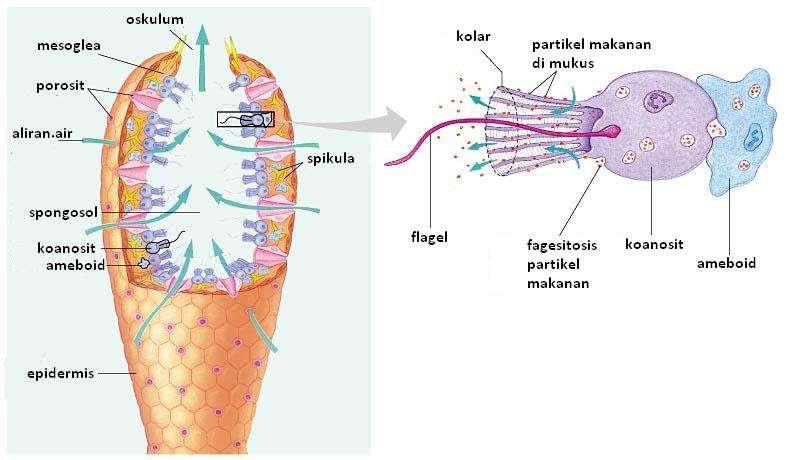 Endodermis adalah lapisan dalam yang terdiri dari sel-sel leher atau koanosit yang memiliki flagel dan berfungsi sebagai pencerna makanan Keterangan.