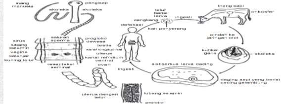 proglotid yang dibuahi terdapat di bagian posterior tubuh cacing.proglotid dapat melepaskan diri (strobilasi) dan keluar dari tubuh inang utama bersama dengan tinja.