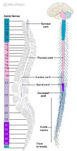 31 Pasang saraf spinalis 4. Kabel Spinal diberi nama sesuai dengan lokasi mereka di sumsum tulang belakang, sedangkan saraf kranial yang ditunjuk oleh nomor seri dan nama. 5.