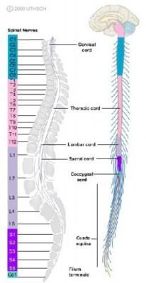 31 pasang saraf spinal Pertama 4 saraf tulang belakang serviks, C1 sampai C4, membagi dan bergabung kembali untuk menghasilkan berbagai saraf yang mengabdi leher dan belakang kepala.