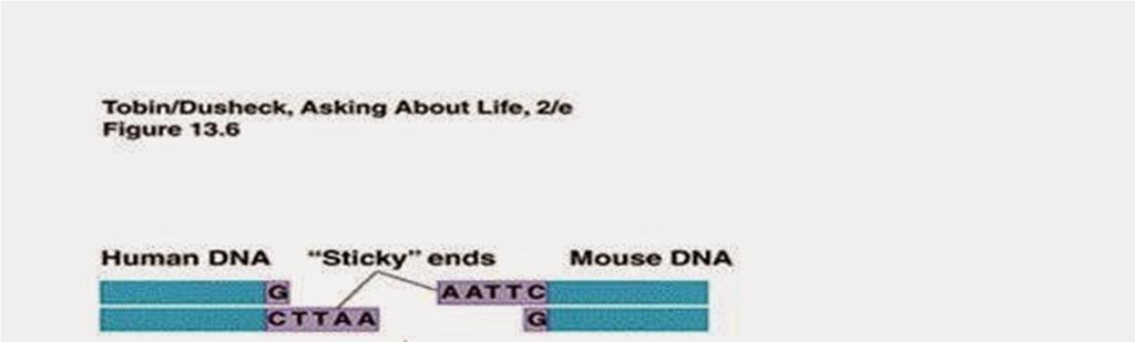 kedua fragmen DNA yang berupa potongan bisa