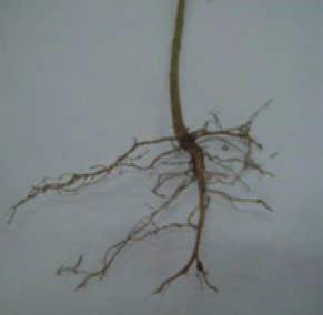 Sebaliknya, pada tumbuhan dikotil seperti pada kacang tanah dan mangga memiliki sistem perakaran tunggang. Perhatikan Gambar 3.5.