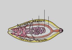 Uterus Ovarium Usus Testis Sel api Faring Nukleus Sili