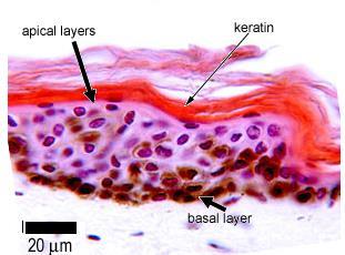 Epitel berlapis dengan keratin pada kulit. 8-10 lapis sel.