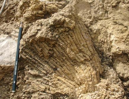 Gambar 3.24 Head Coral (cream, dominan ditemukan head coral pada singkapan ini) pada lokasi pengamatan MU 31. 3.2.4.3 Umur dan Lingkungan Pengendapan Berdasarkan analisis mikropaleontologi (Lampiran B), pada satuan ini ditemukan fosil foraminifera besar berupa Lepidocyclina sp.