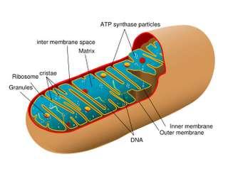 4.. Ruang antar membran adalah ruang yang berada diantara membran luar dan membran dalam.