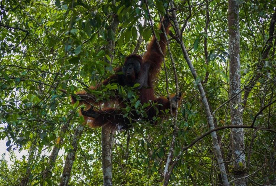 Punggualas adalah pusat penelitian Orangutan Borneo (Pongo pygmaeus) yang dibentuk atas kerjasama WWF dengan Balai Taman Nasional Sebangau (BTNS) pada tahun 008.