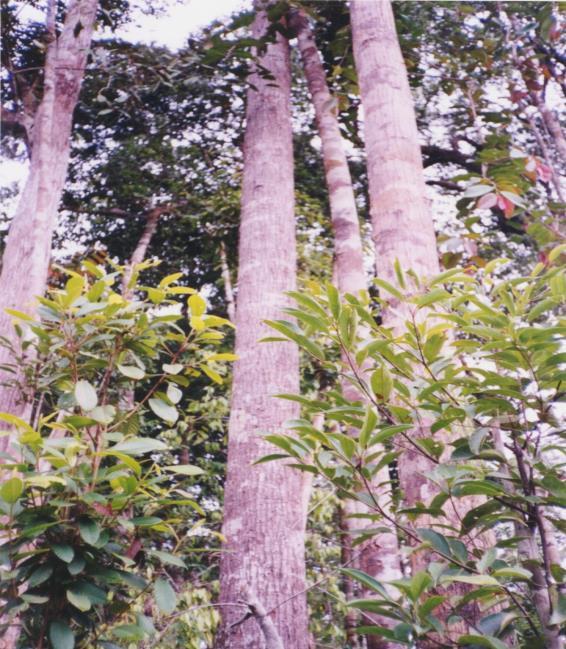 Faktor sifat fisik pohon penyusun dan umur belum mendapat perhatian.
