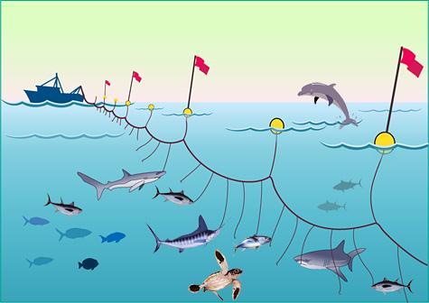 3. Perawai dan Tuna Longline Definisi Perawai Menurut Sadhori (1985), perawai merupakan salah satu alat penangkap ikan yang terdiri dari rangkaian tali-temali yang bercabang-cabang dan pada tiap-tiap