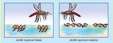 Kepompong berubah bentuk menjadi nyamuk muda, dan kemudian menjadi nyamuk dewasa. Karena perubahan bentuknya mengalami tahap kepompong, maka nyamuk dikatakan mengalami metamorfosis sempurna.