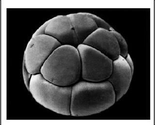 ekual. Pembelahan berikutnya agak tidak teratur, tetapi dengan cepat membentuk suatu bola padat berisi sel, yang disebutmorulla. 2.