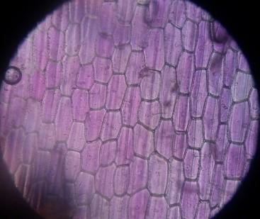 Tetesi kembali daun yang ditetesi air tadi dengan larutan gula yang cukup pekat f. Amati kembali sel daun tersebut di bawah mikroskop g.