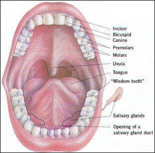 Dalam rongga mulut dilengkapi alat-alat yang berguna untuk proses mekanis maupun