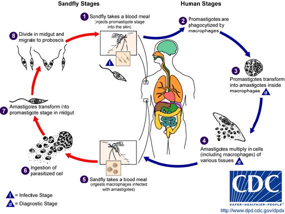 Siklus Hidup Leishmania dalam tubuh
