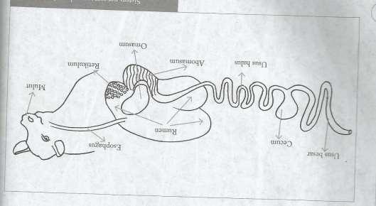 Sumber: Rianto, 2011 2.2. Organ Pencernaan Sapi Pada proses penyerapan nutrisi, dibutuhkan organ pencernaan. Berikut ini adalah organ-organ dalam pencernaan sapi : a.