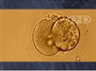 Tahapan pertumbuhan dan perkembangan embrio dibedakan menjadi 2 tahap yaitu : 1.