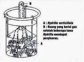 3. Tabung reaksi 4. Termometer 5. Na HCO 3 6. Baskom plastik / ember kecil 7. Tumbuhan hydrilla verticilata 8. Lidi dan korek api D. Cara Kerja 1.