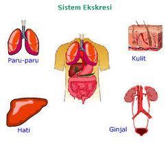 C. Sistem Eksresi Pada Mamalia e. Sistem Ekskresi pada Mamalia khususnya Manusia Pada mamalia sistem ekskresinya terdiri dari ginjal, kulit hati dan paruparu.