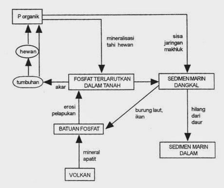Siklus Biogeokimia 41 Gambar 3.