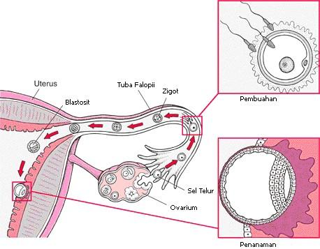 embrio dan plasenta. Dari Telur Menjadi Embrio Satu kali sebulan, sel telur dilepaskan dari ovarium ke dalam tuba falopii.