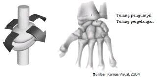 Contohnya, hubungan antara tulang pengumpil dan tulang pergelangan tangan Gambar Sendi Elipsoid Jenis Jenis Sendi pada Tubuh Manusia - Sendi yang menyusun kerangka manusia terdapat di beberapa tempat.