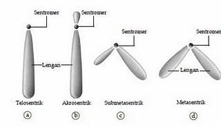 Gb. Struktur kromosom Gb. Kromomer dan Kromonema (sumber : situsbiologiindonesia.blogspot.com) Letak sentromer pada kromosom membedakan jenis kromosom.
