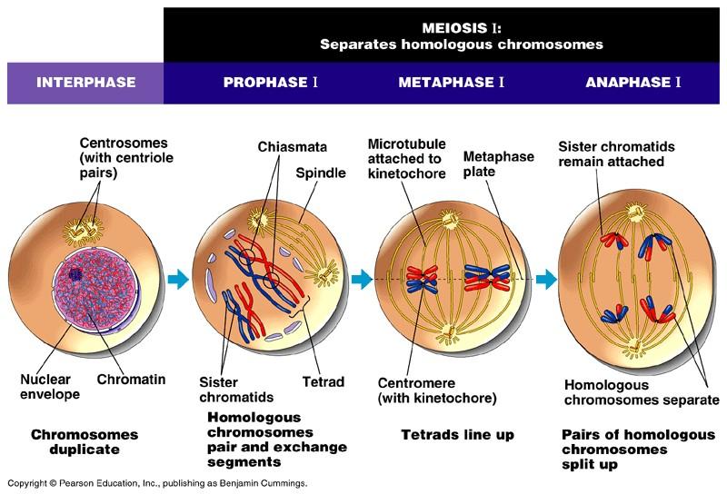 Meiosis 1 Pada pembelahan meiosis I, pembelahan disertai dengan profase yang cukup panjang dan terjadi pencampuran kromosom homolog.