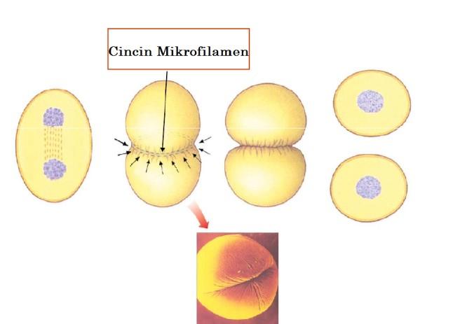 Pada sekitar bidang equatorial terdapat mikrotubul yang tidak terorganisir dan tercampur dengan gelembung yang disebut lapisan pemisah (mid body), setelah itu akan terbentuk membrane sel baru.