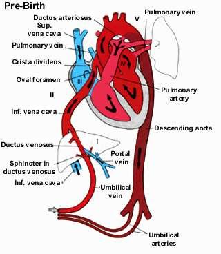 Jalur sirkulasi melewati jantung Walaupun kedua ventrikel memompa