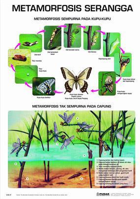 Belalang dan kupu-kupu dikelompokkan dalam satu kelompok karena keduanya sama-sama memiliki