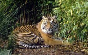 9. Harimau Sumatera Harimau Sumatra (Panthera tigris sumatrae) hanya ditemukan di Pulau Sumatra di Indonesia, merupakan satu dari enam subspesies harimau yang masih bertahan hidup hingga saat ini dan