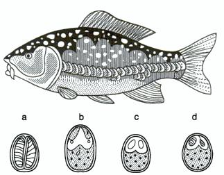 2. Myxosporeasis Ikan mas (tawar) Disebabkan oleh Myxobolus sp.
