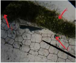 embrio. Contohnya terdapat pada ujung batang dan ujung akar.meristem yang di ujung batang dan ujung akar disebut meristem apikal.