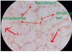 tumbuhan. Kolenkim terbentuk dari sel-sel memanjang yang menyerupai sel prokambium dan berkembang dalam stadium awal promeristem.