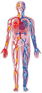 Proses peredaran darah manusia Ada dua macam sistem peredaran darah manusia yaitu: - Peredaran darah tertutup yaitu darah manusia selau beredar di dalam pembuluh darah dan tidak